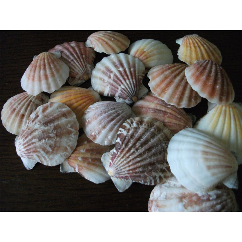 bMystic Small Scallop  Sea Shell from personal collection Powerful Magick