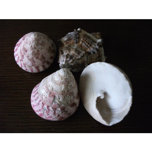 bMystic One Large Sea Shell from personal collection Powerful Magick