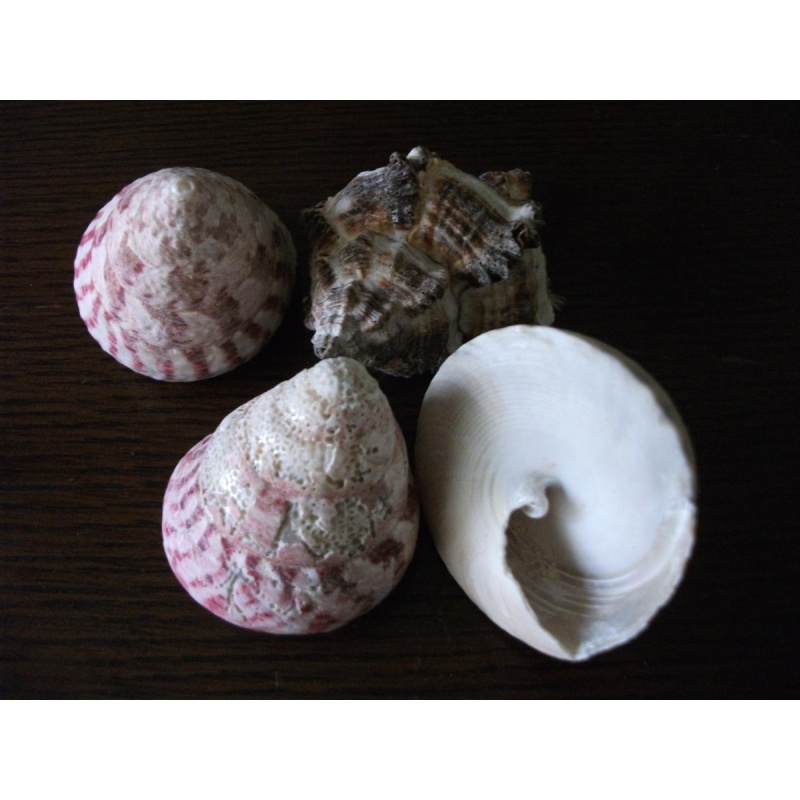 bMystic One Large Sea Shell from personal collection Powerful Magick