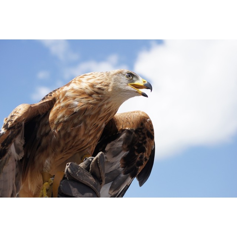 Golden Eagle Power Spirit, Familiar -  See Hidden Truths, Power & spirituality