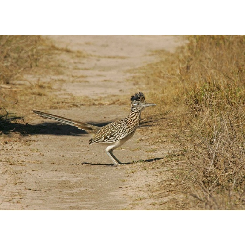 Roadrunner Power Spirit, Familiar -  Protective, Good Luck & Courage