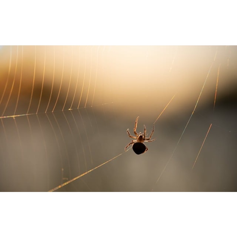 Spider Power Spirit, Familiar - Weaver of life’s fate, Creativity & Weaving Spells